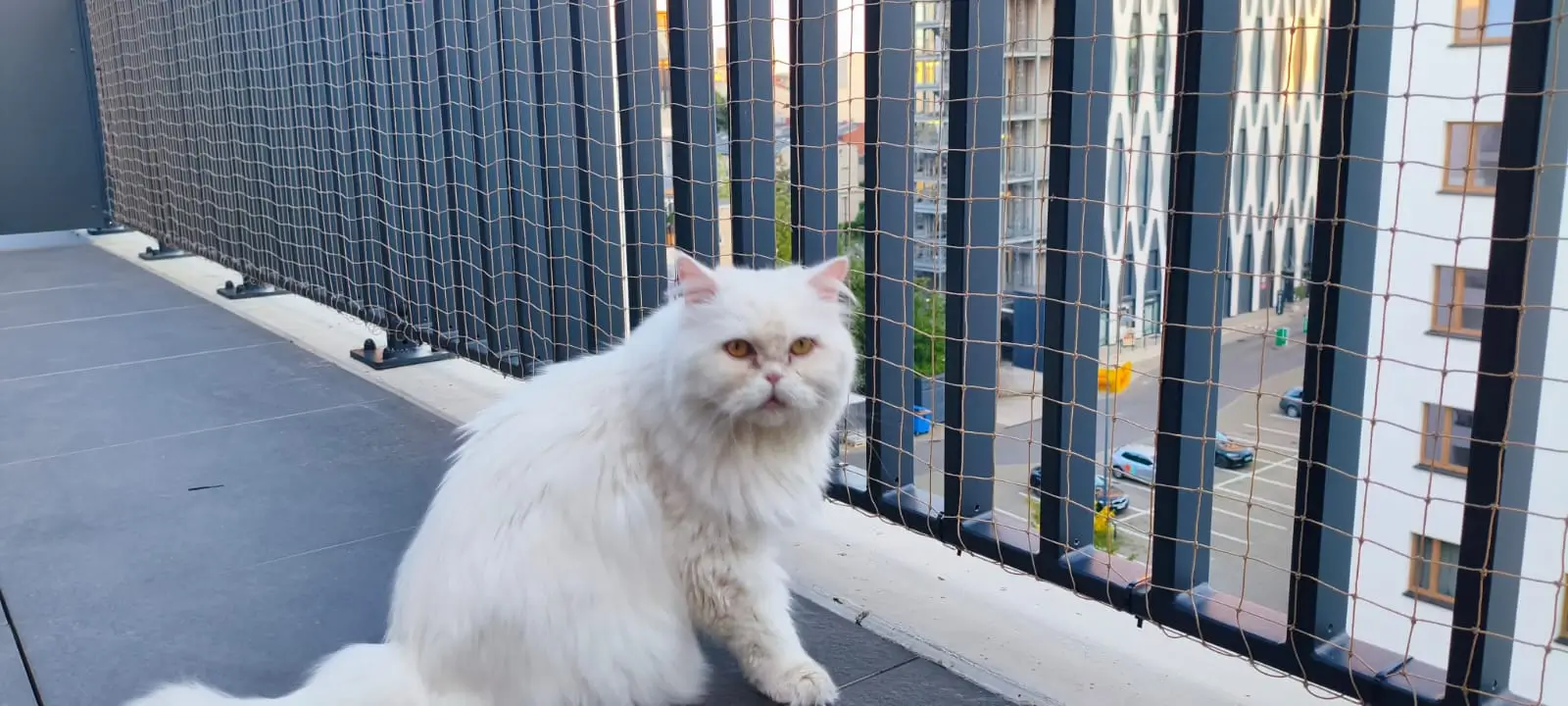 Kot bezpieczny na balkonie